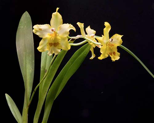 Odontonia Yellow Parade 'Alpine' 