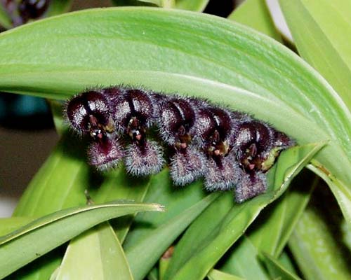 Pleurothallis tarantula