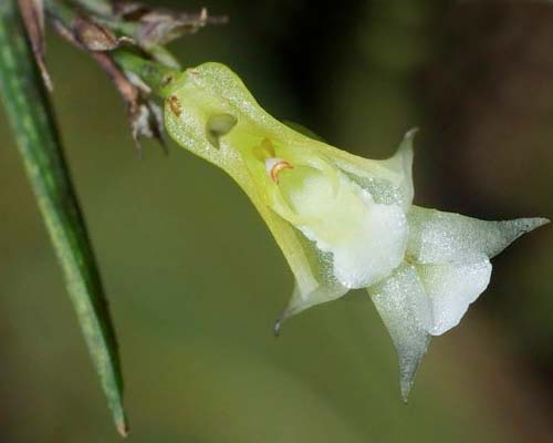 Quekettia vermeuleniana