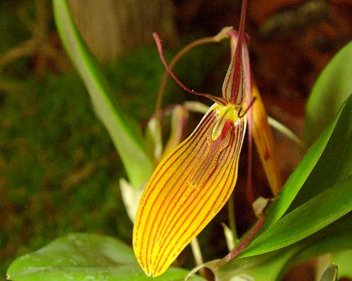 Restrepia brachypus