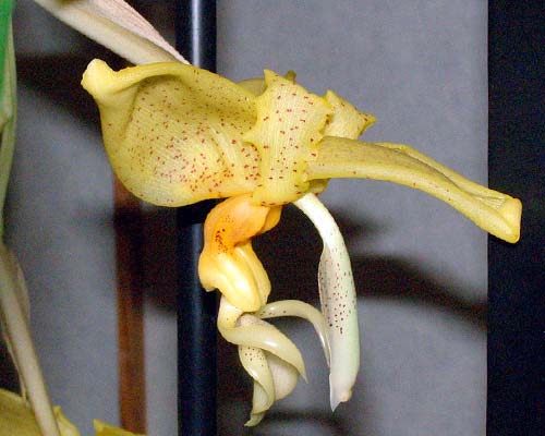 Stanhopea x horichiana