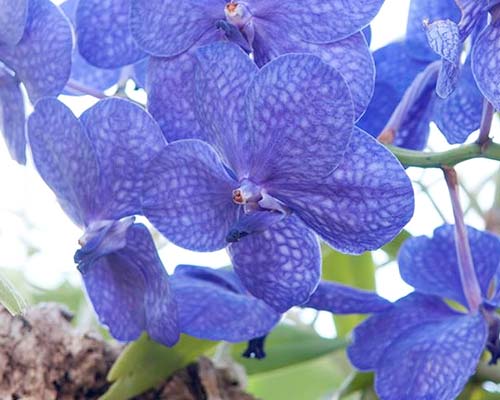 Vanda coerulea