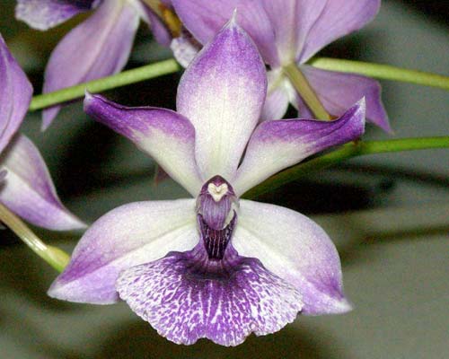 Zygonisia cynosure ‘Blue Birds’