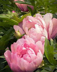 Peonies