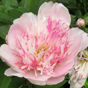 Paeonia 'Sarah Bernhardt'