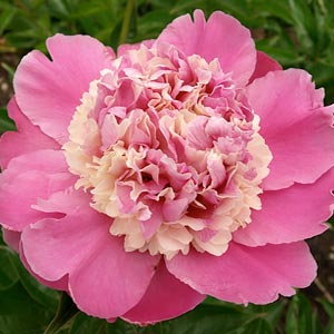 Paeonia 'He's My Star'