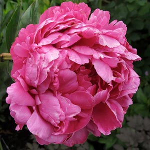 Paeonia 'Kansas'