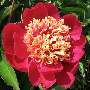 Paeonia 'Charles Burgess'