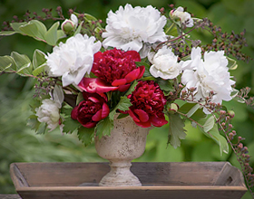 Peony Cuttings