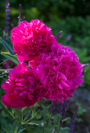 Peony in the Landscape Garden