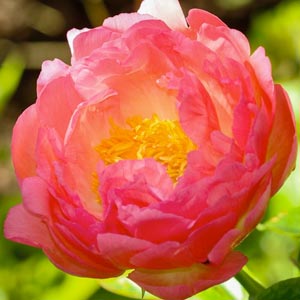 Paeonia 'Coral Sunset'