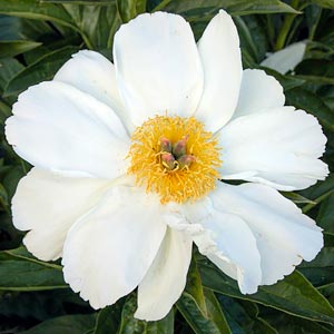 Paeonia 'Ivory Atlas'