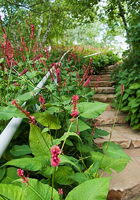 image of the garden