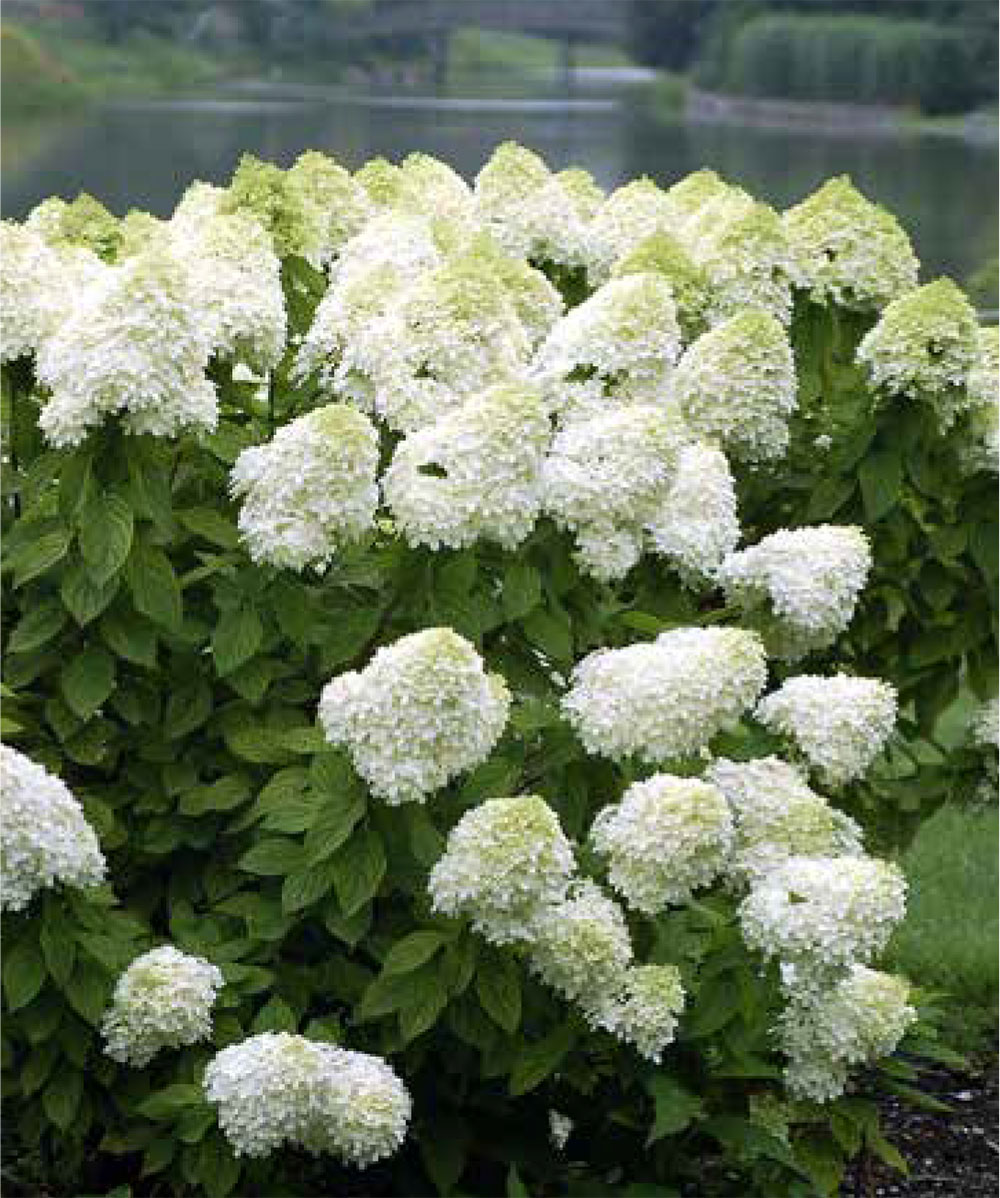Hydrangea limelight