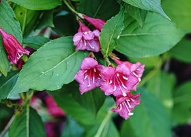 Weigela