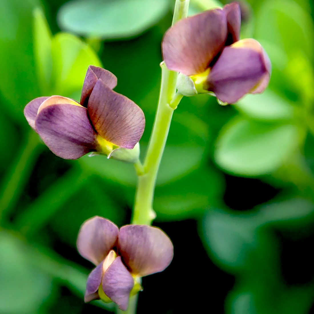 Baptisia