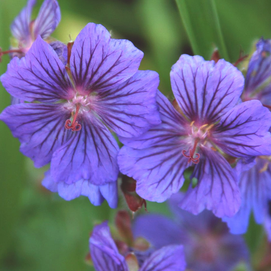 Geranium