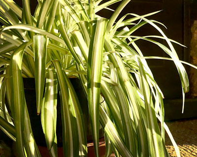 Winter Houseplant Care