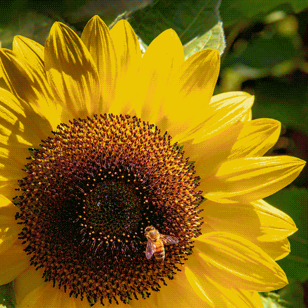 Plant Persona Quiz