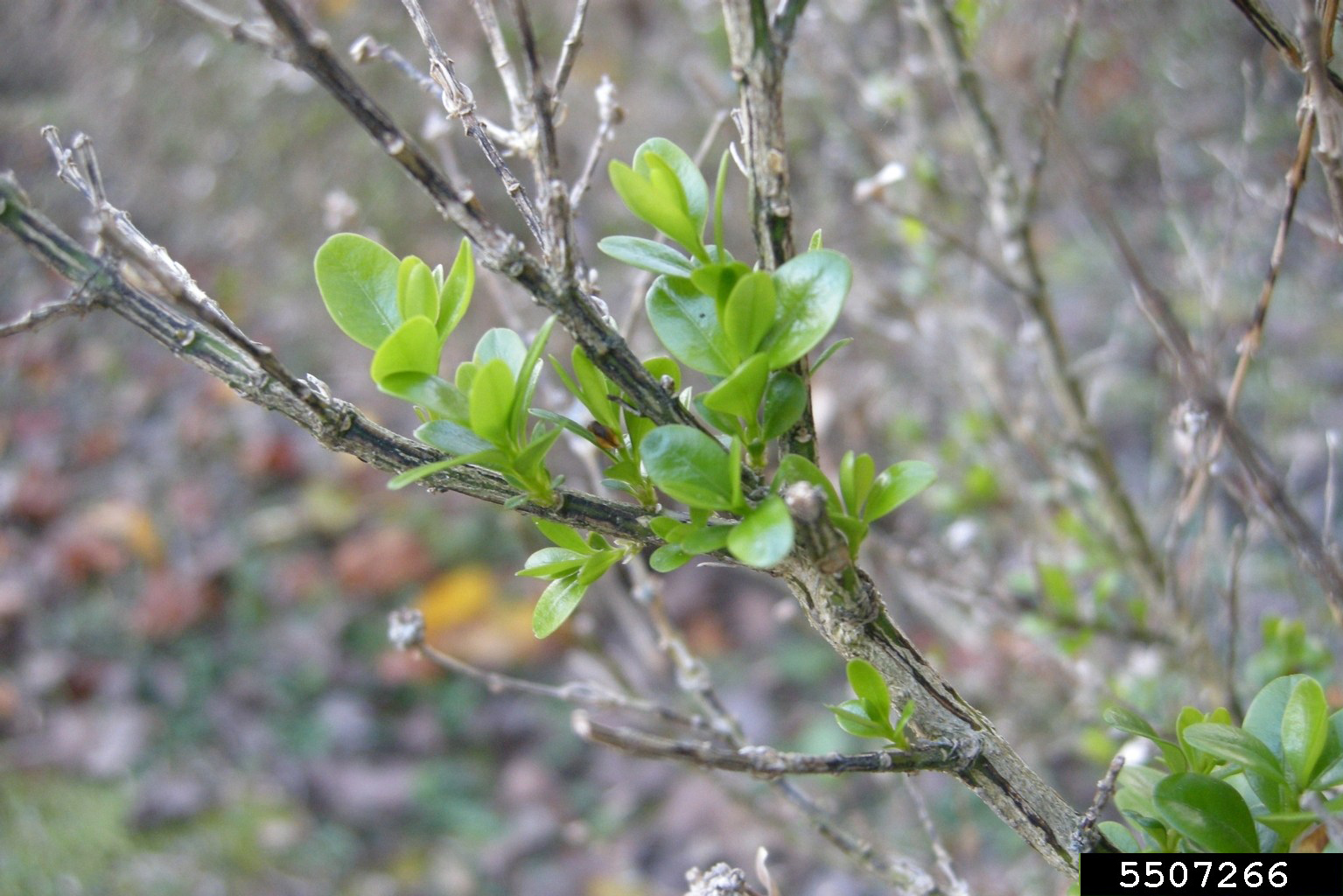 Boxwood blight (Calonectria pseudonaviculata)