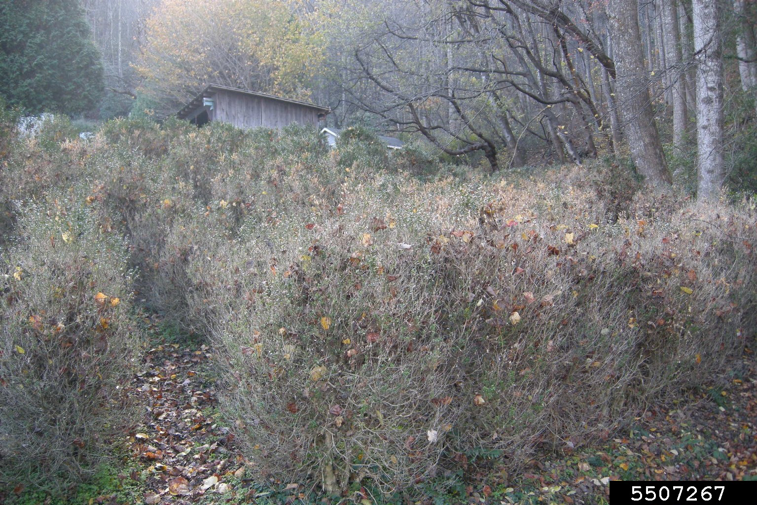 Boxwood blight (Calonectria pseudonaviculata)