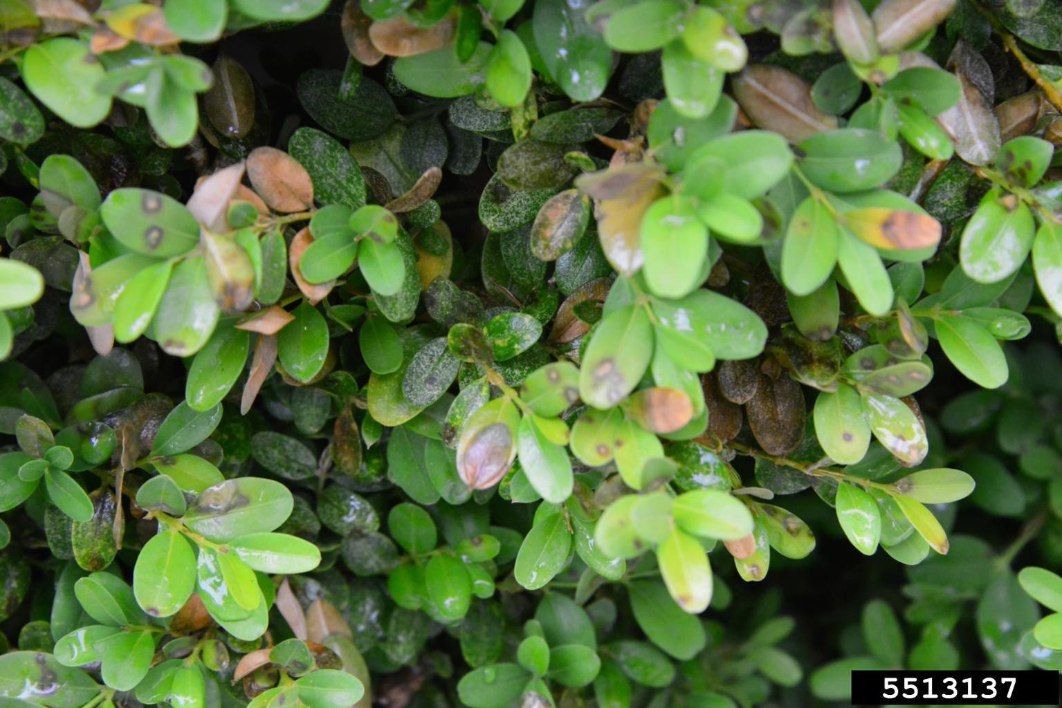 Boxwood blight (Calonectria pseudonaviculata)