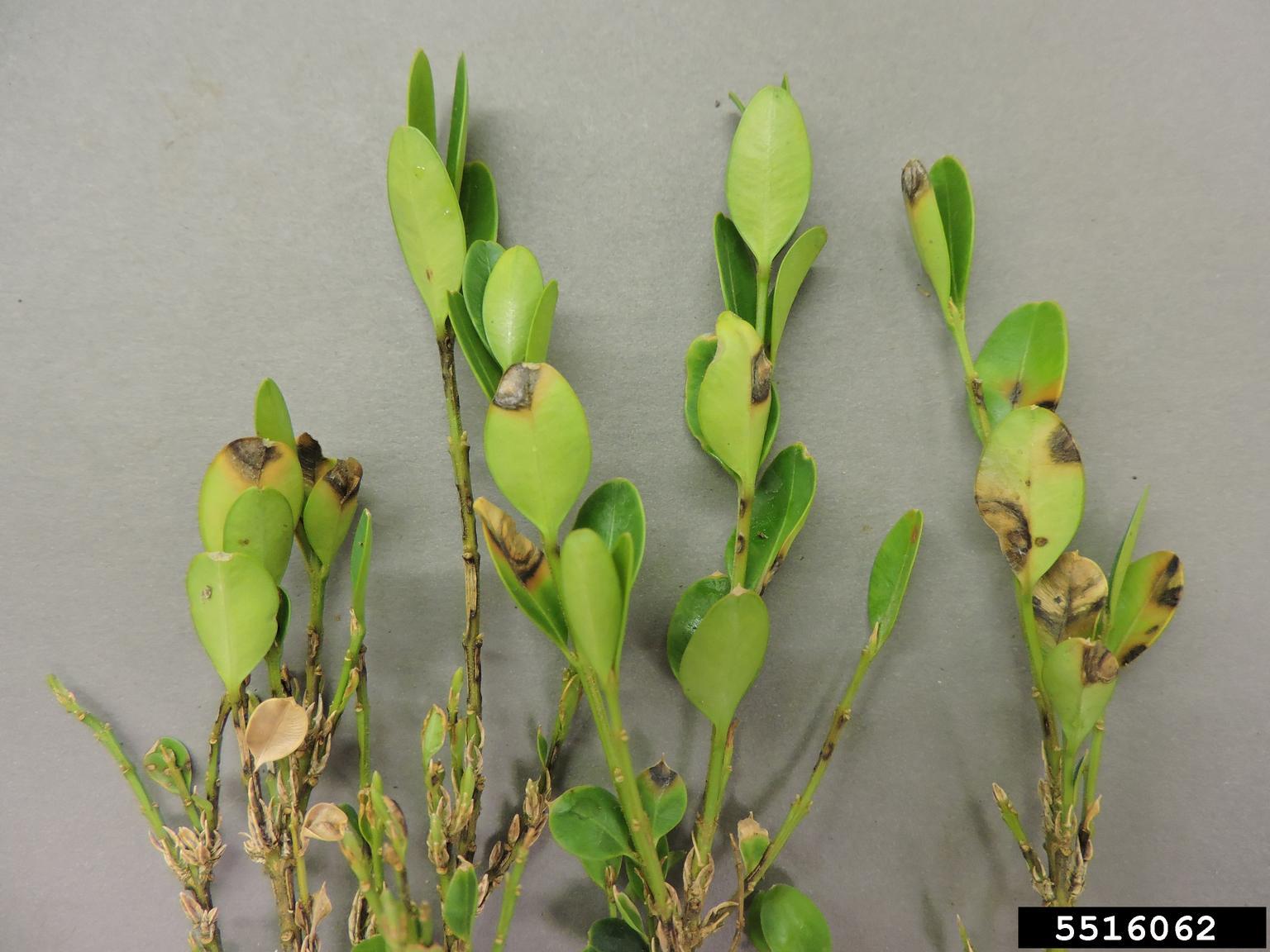 Boxwood blight (Calonectria pseudonaviculata)