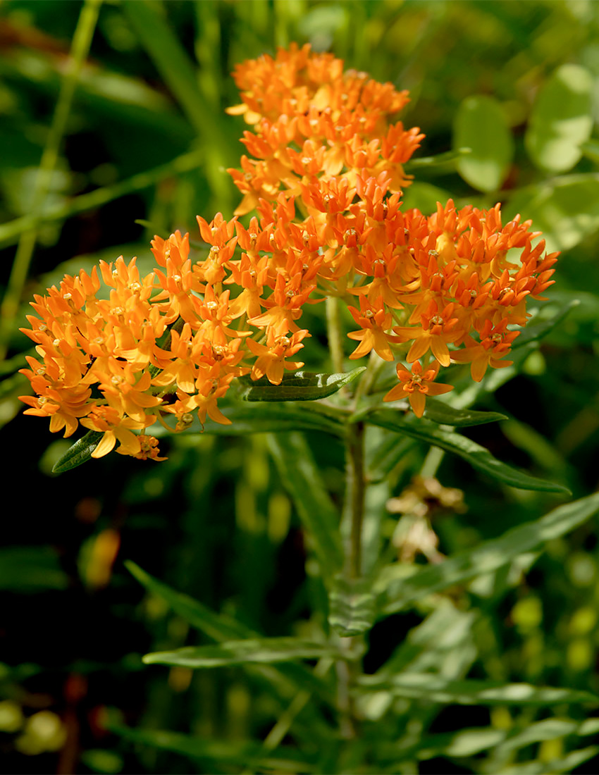 Butterfly Weed