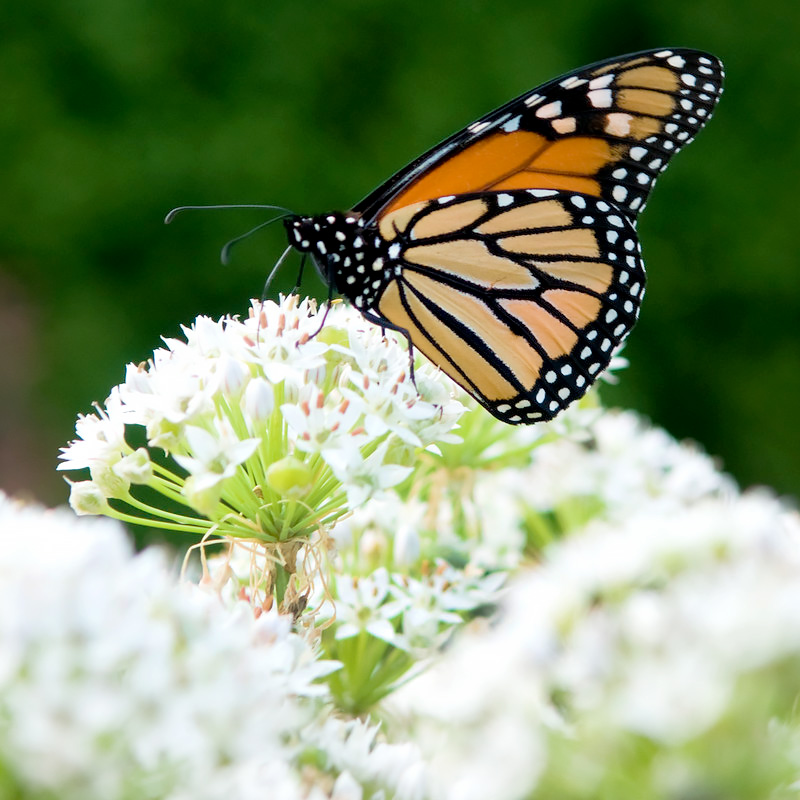 Butterfly Weed Companion Plants