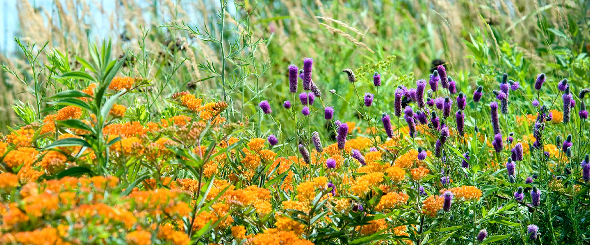 Butterfly Weed