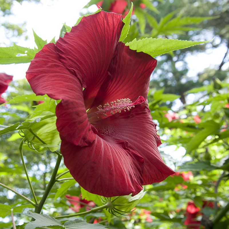 Hibiscus moscheutos 'Lord Baltimore'