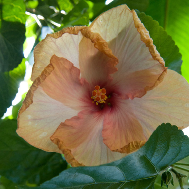 Hibiscus rosa-sinensis 'Erin Rachel'