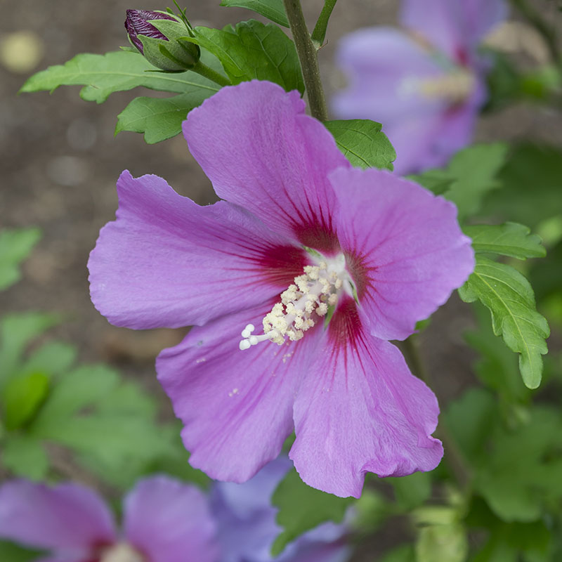 Hibiscus syriacus 'Floru'