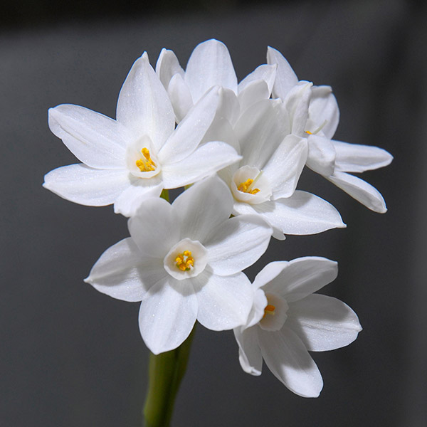 Paperwhite Daffodils | Chicago Botanic Garden