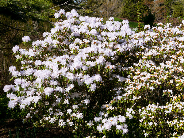 rhododendron