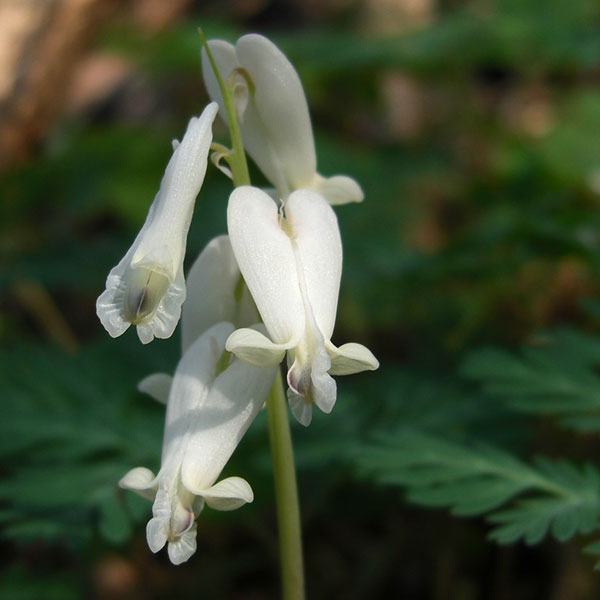 Squirrel corn (Dicentra canadensis)