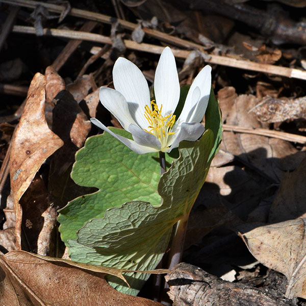 Bloodroot (Sanguinaria canadensis)