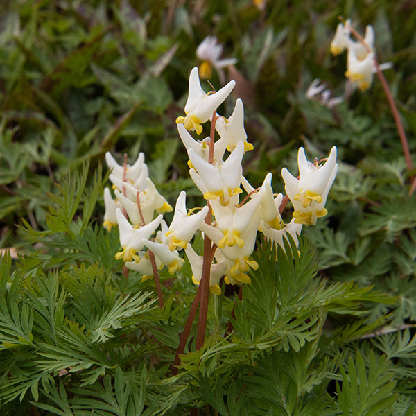 Dutchman’s breeches (Dicentra cucullaria)