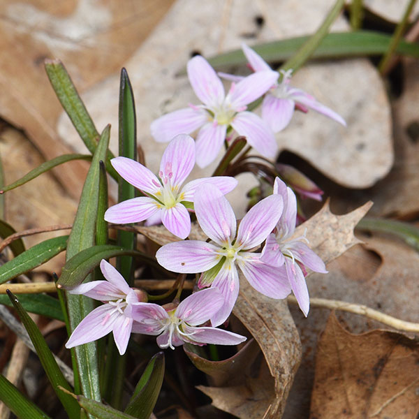 Spring beauties (Claytonia virginica)