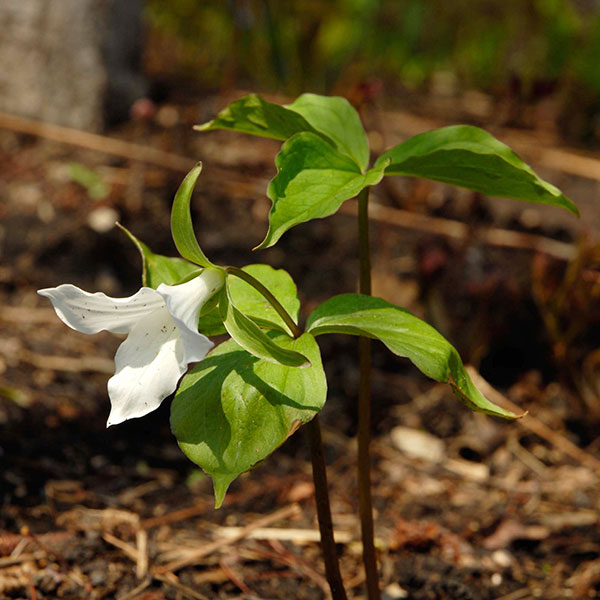 White Trillium