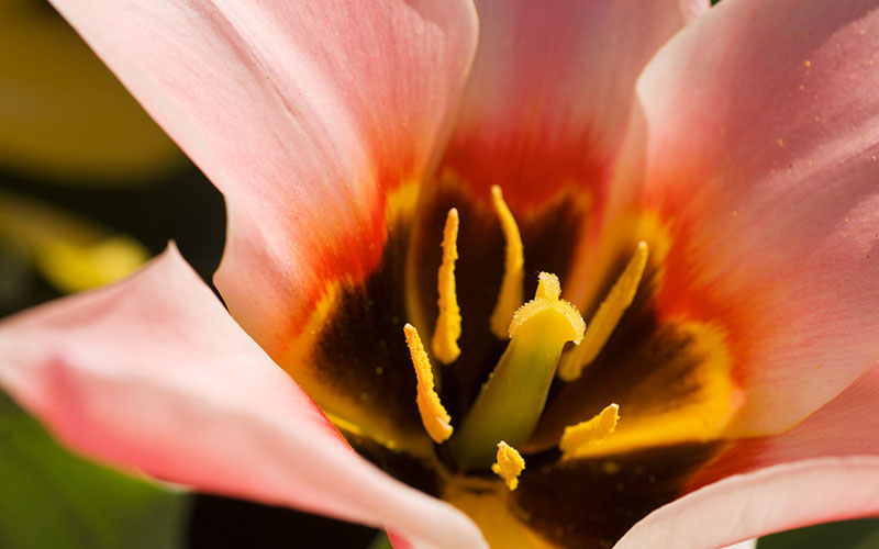 tulip species