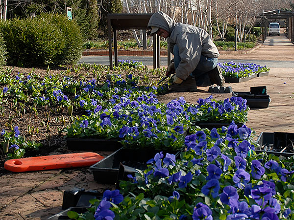 planting annuals