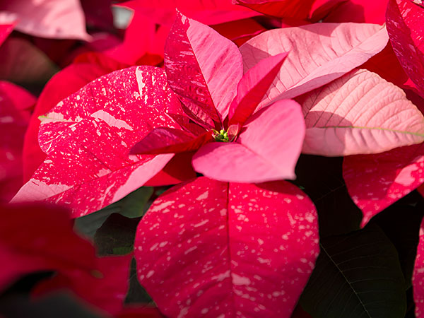 poinsettia