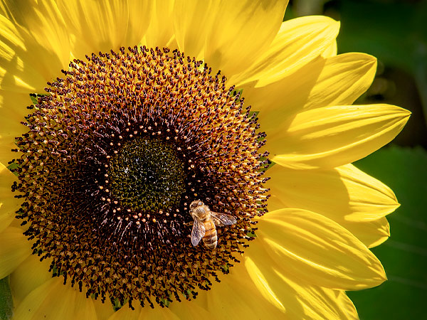 Pollinator Friendly Annuals