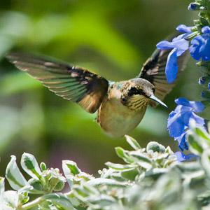 Hummingbirds