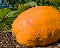 Pumpkin growing at the Garden
