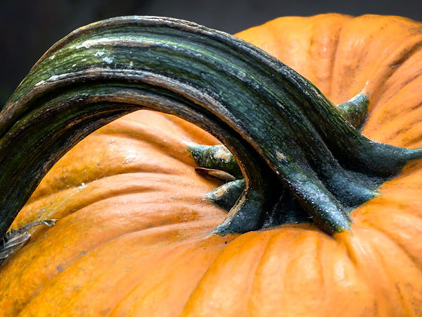 Pumpkin Selection