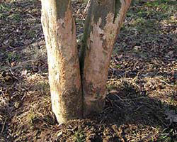 Protect trees and shrubs from animal damage
