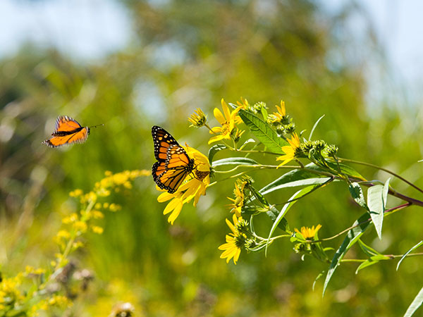 compass plants