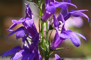 Rain Water Garden Plant